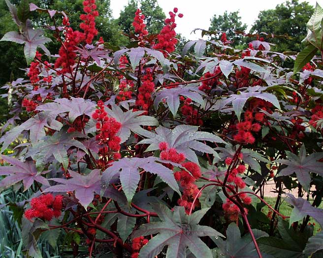 castor bean, Castor Oil Plant, palma Christi, Wonder Tree, Higuerilla, Steadfast,کرچک روغنی
